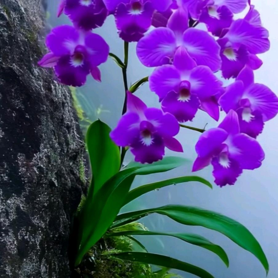 💫卡啾🌾