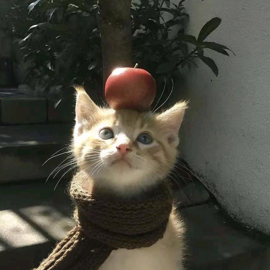 小猫星球꒰ঌ໒꒱