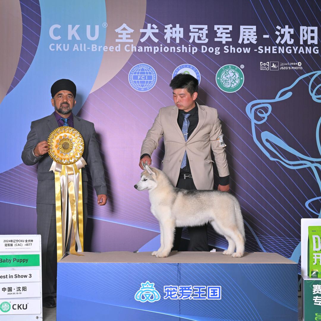 黄金笑脸的毛孩子们