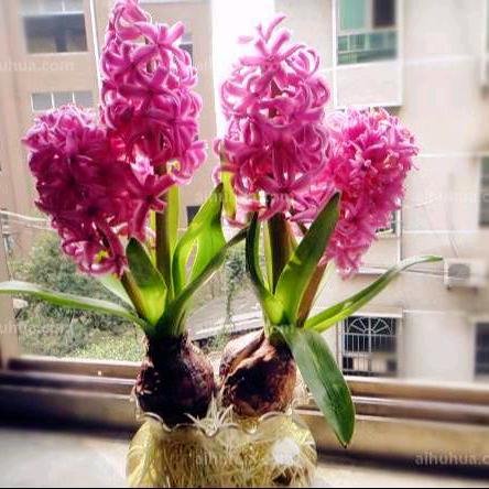 蒲公英的约定🍀💏💏