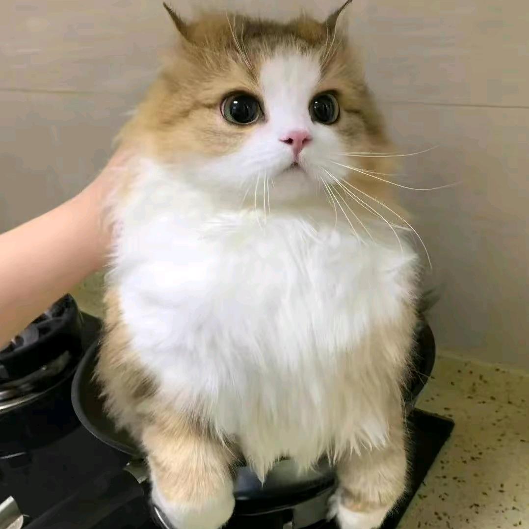 莫得感觉H