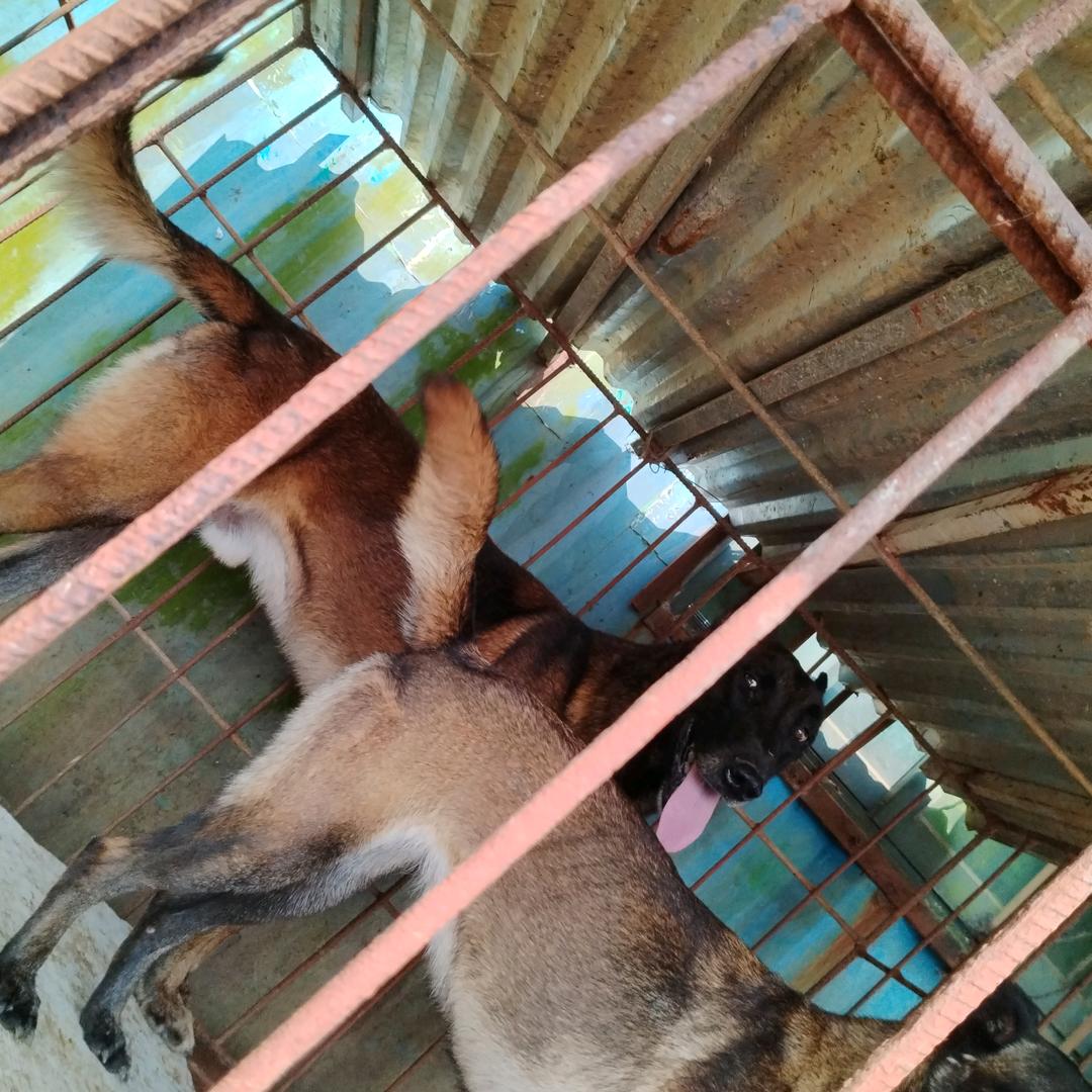 海南爆红马犬