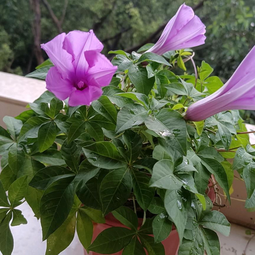 山茶花🌸
