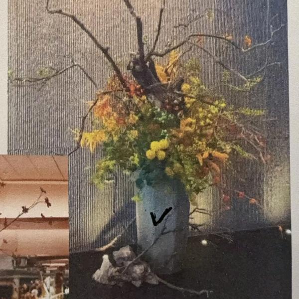 雅博金银花盆景