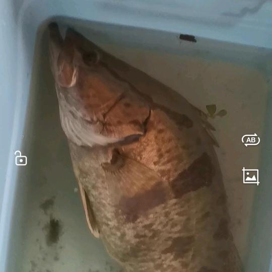 落