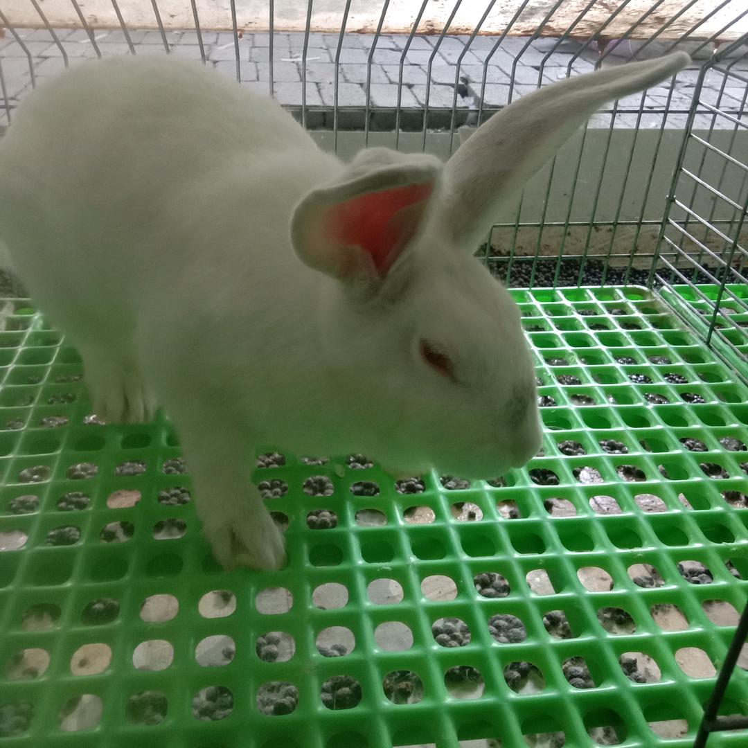 养兔哥