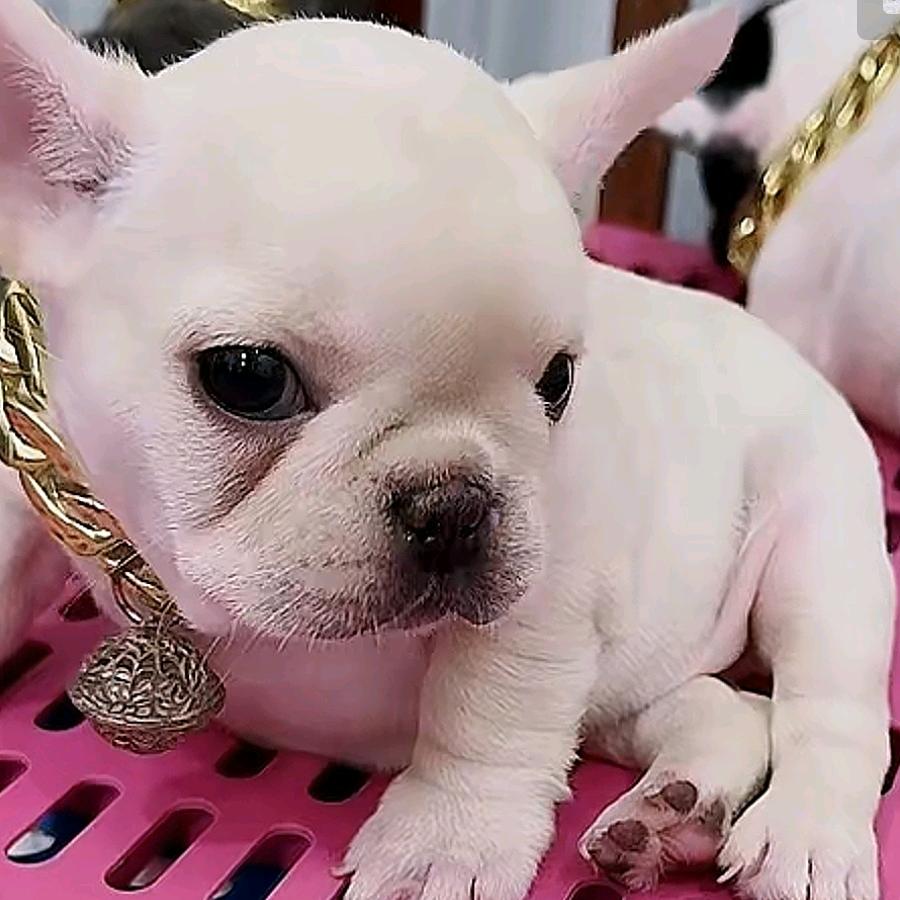 法斗旺财旺旺旺