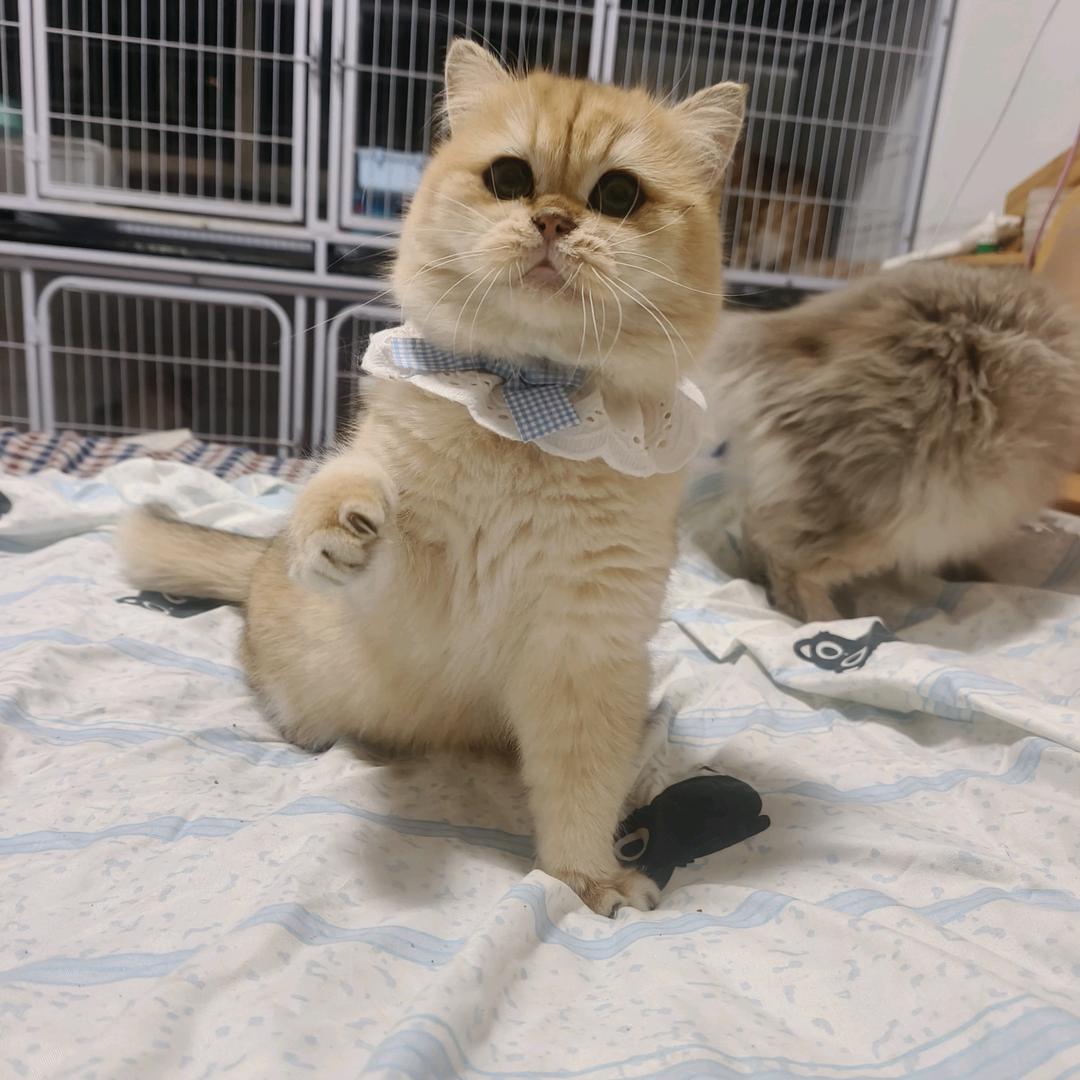 闲闲的咪(出猫版)