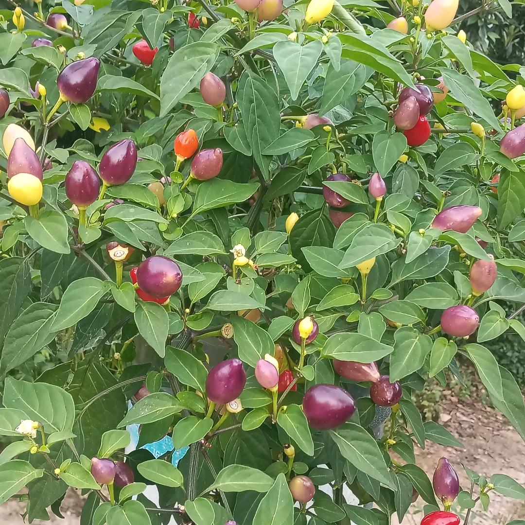 一帆风顺。