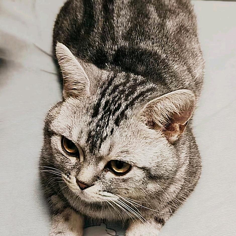 布丁是只小猫咪