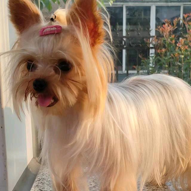 成都唐人萌宠之家