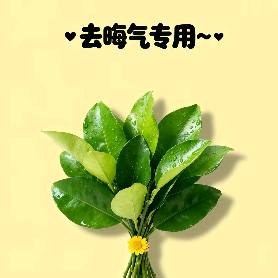 柚子姐姐