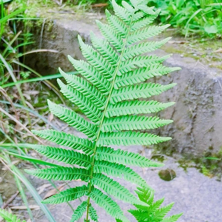 芳草艺园