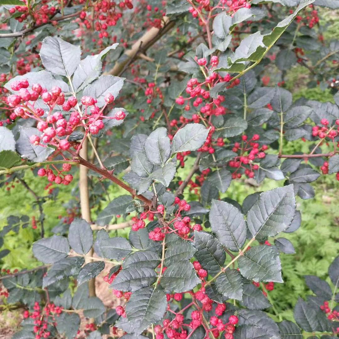 汉源花椒川蜀行商贸