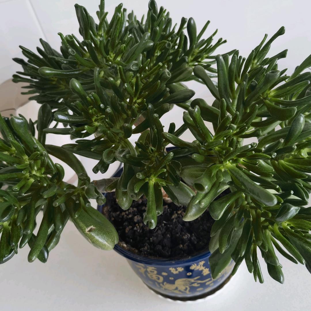 义浩粮食收购.水稻.黄豆.玉米