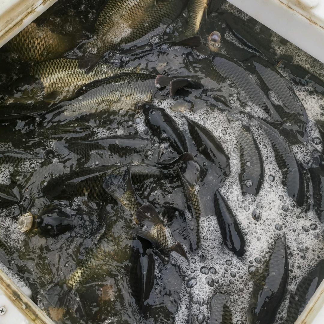 水产专业运输 放塘 放养 （芯弟）