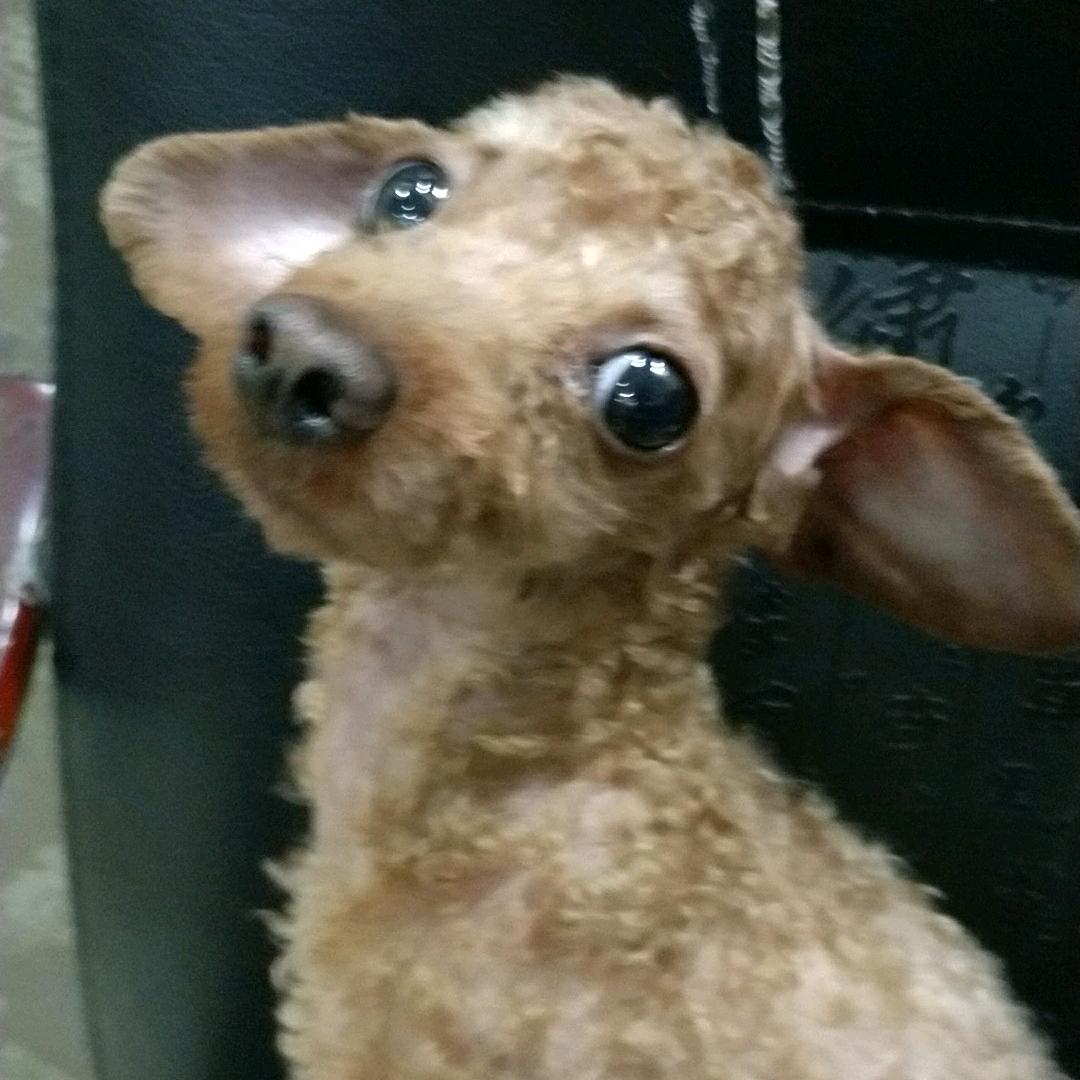 三角洲-王大发？