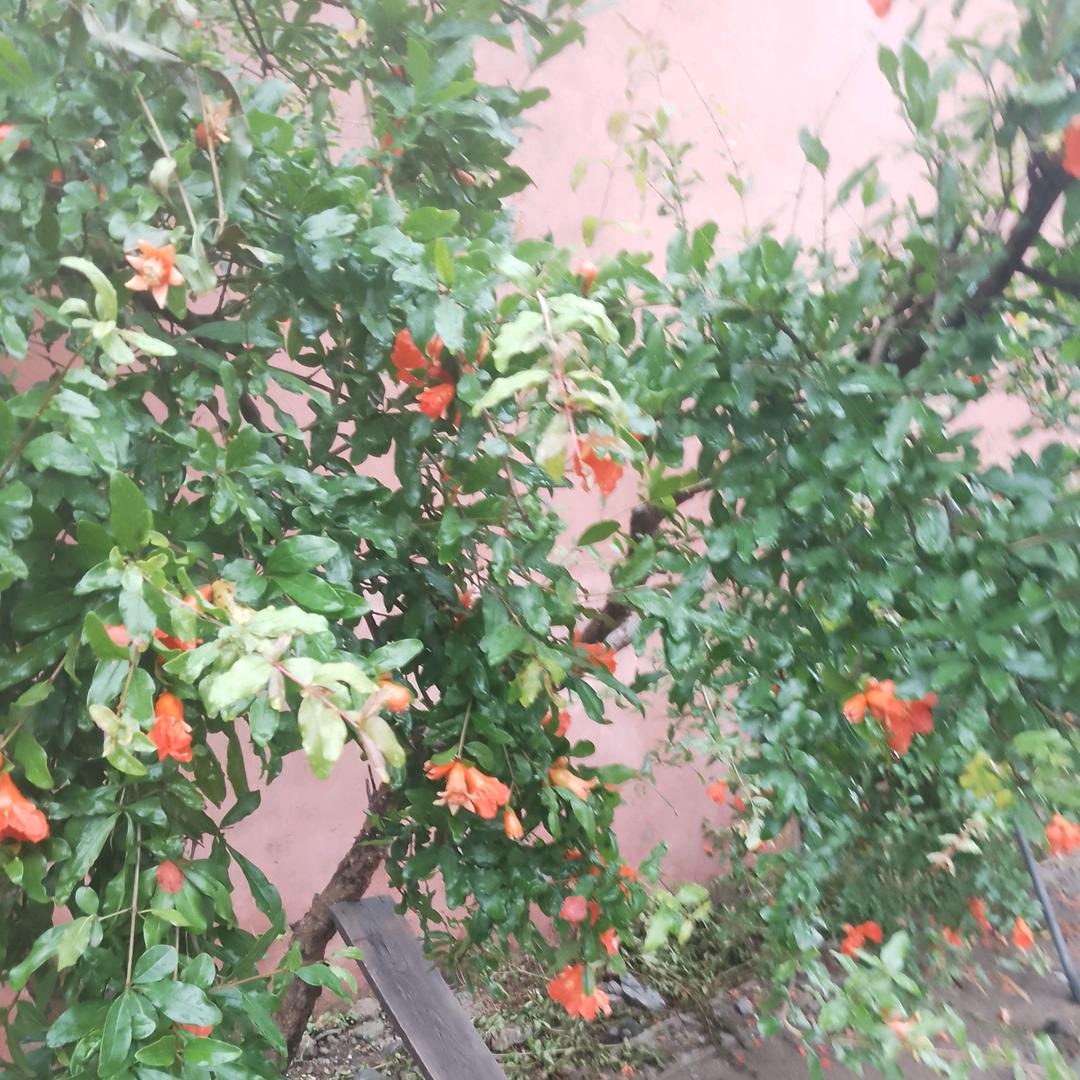石榴开花