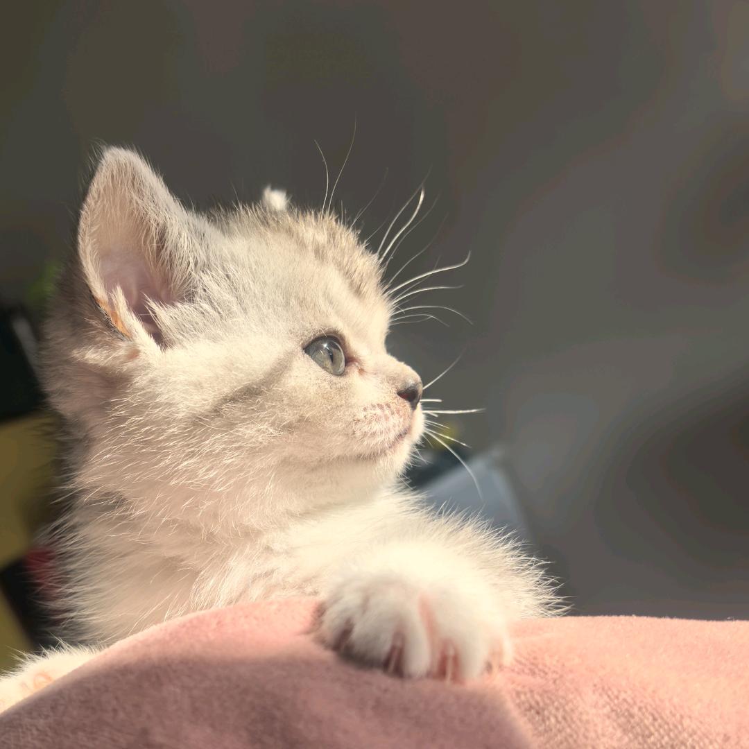 养了一只犟种小猫