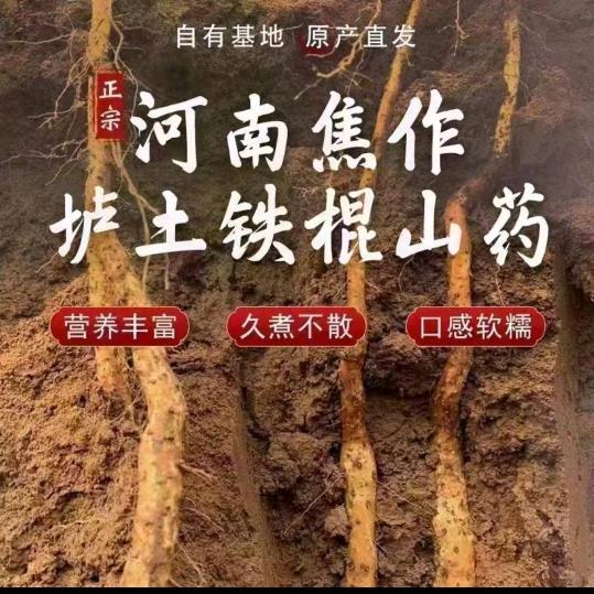 中牟铁棍山药小陈