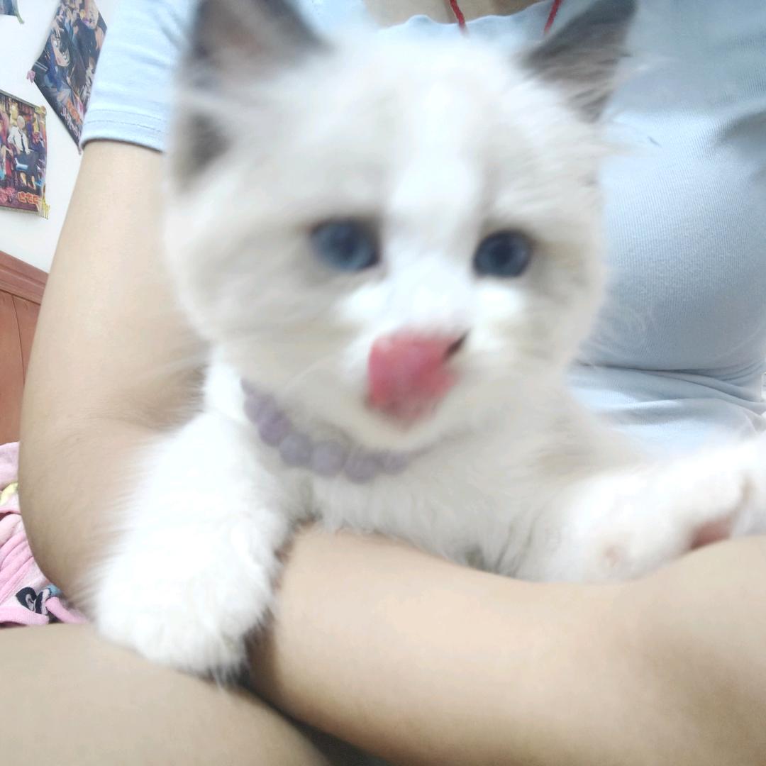 超级真新人（见过汪东城版）