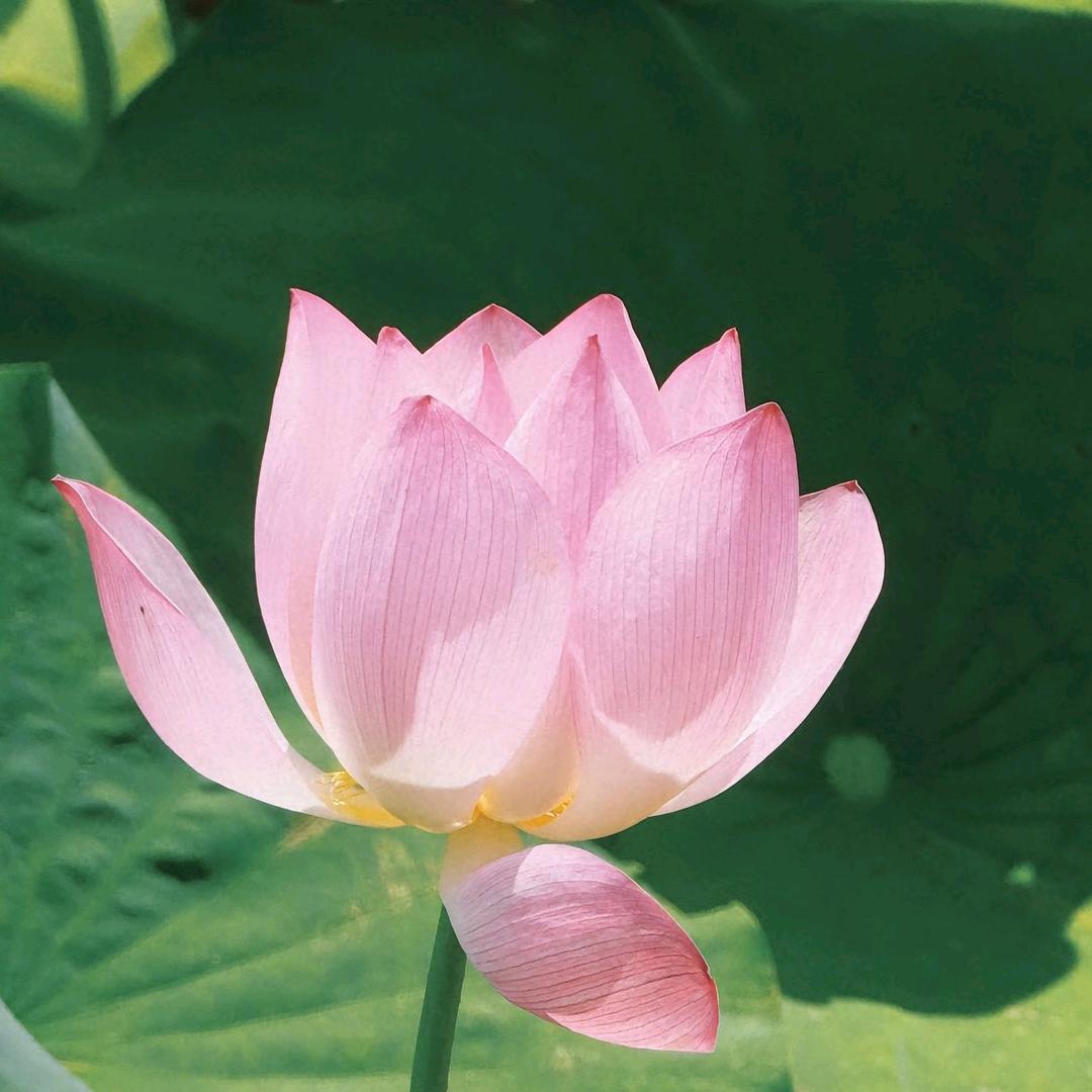 潮汕老四