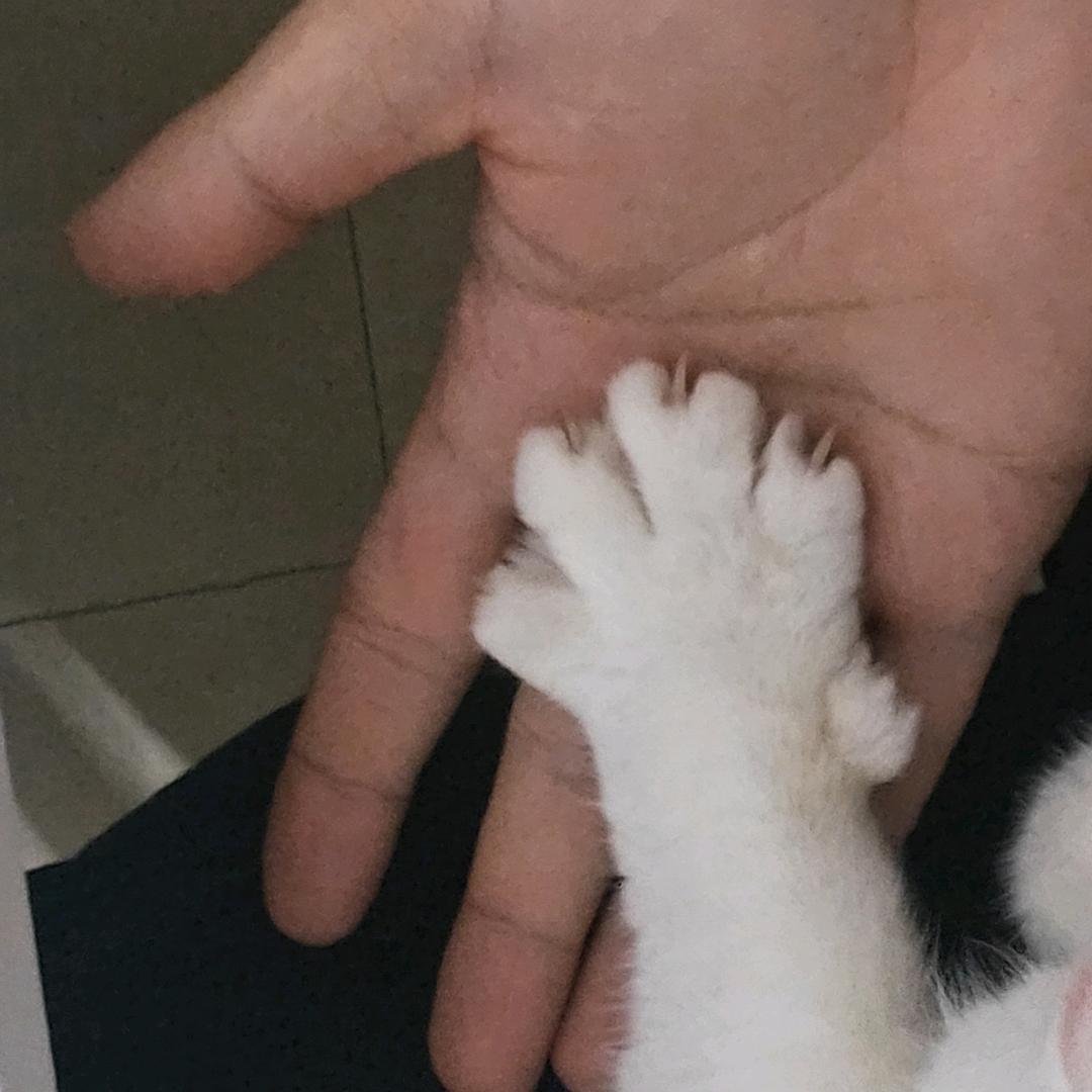 爱看修猫的Allen