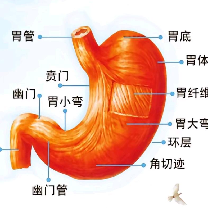 武汉扇偏