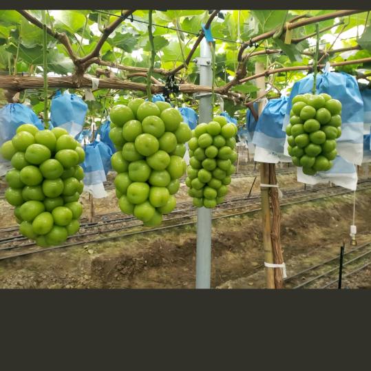 神经老头（良心代办）