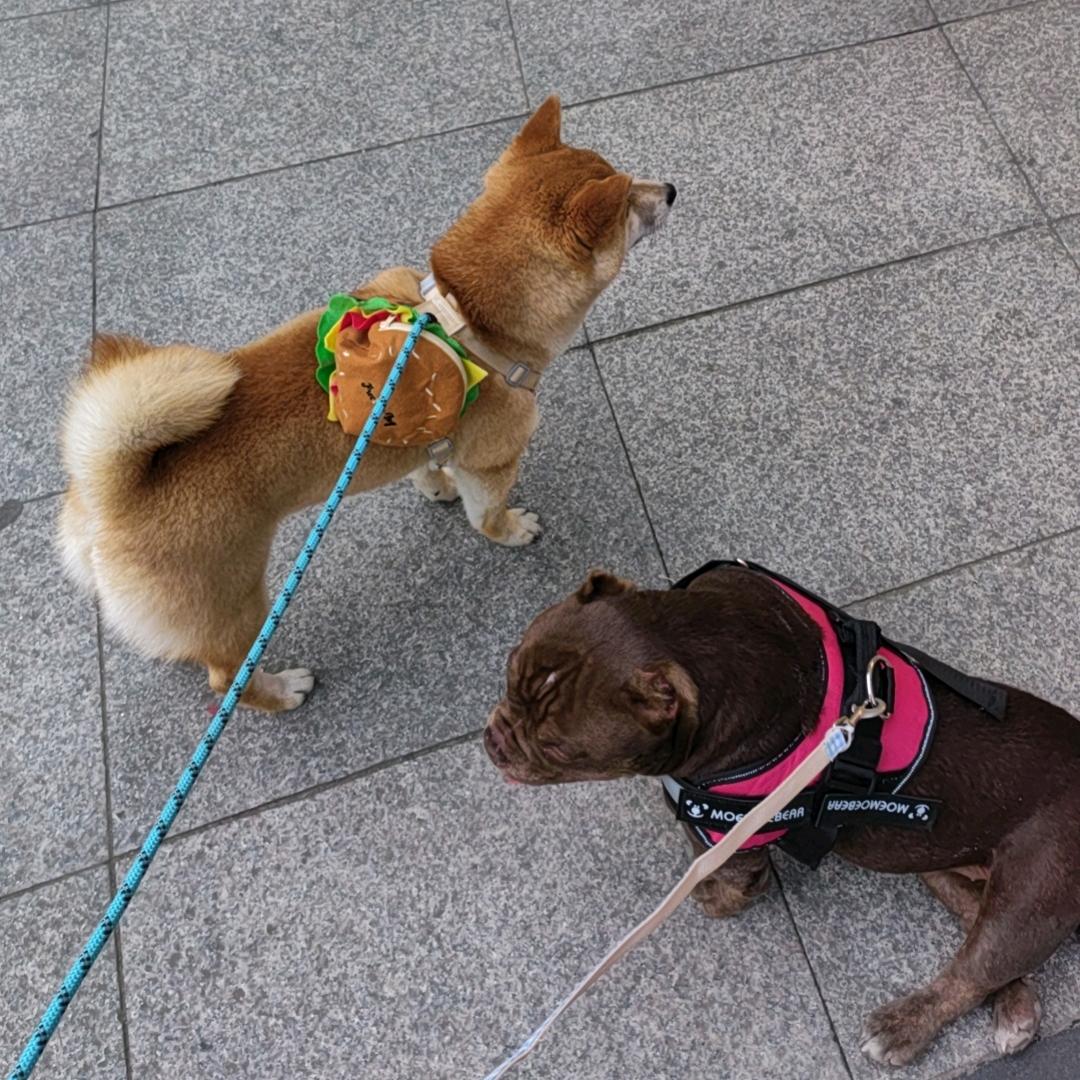 土豆泥和洋芋蛋