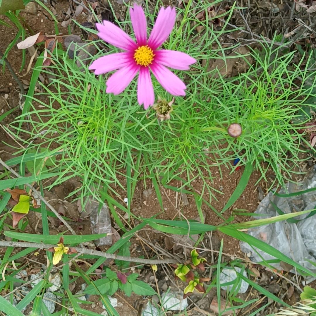 追求梦想