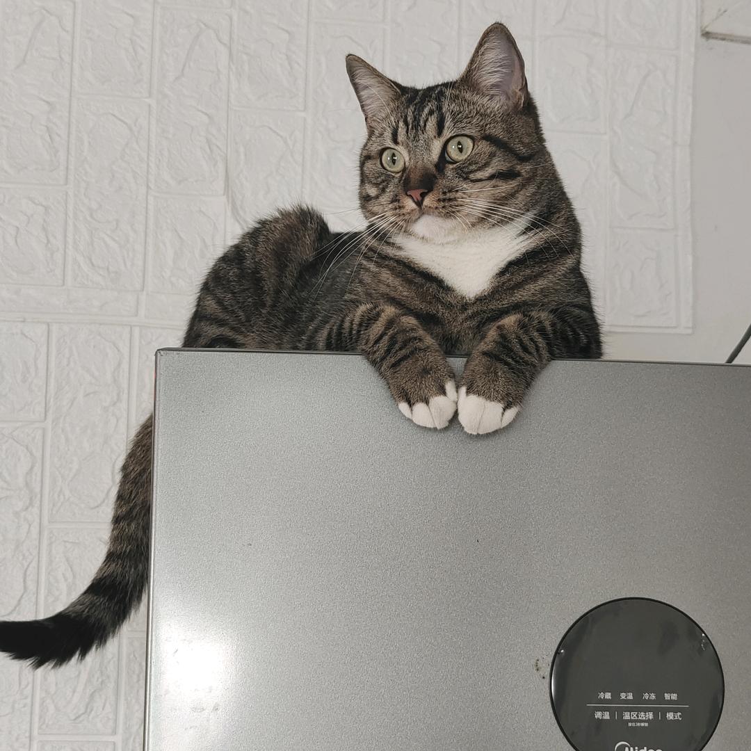 秀姐的猫狗日记