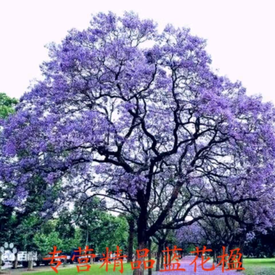凌伟-蓝花楹直供基地