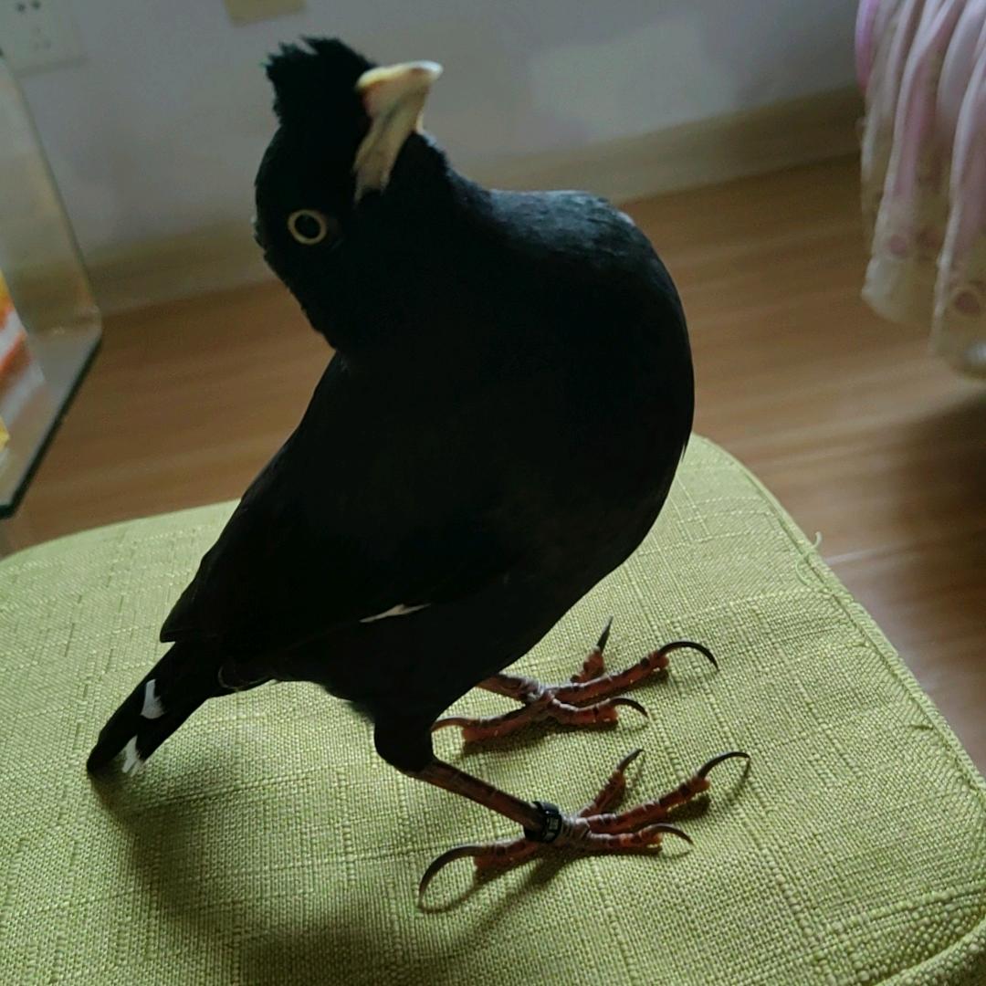 农村人