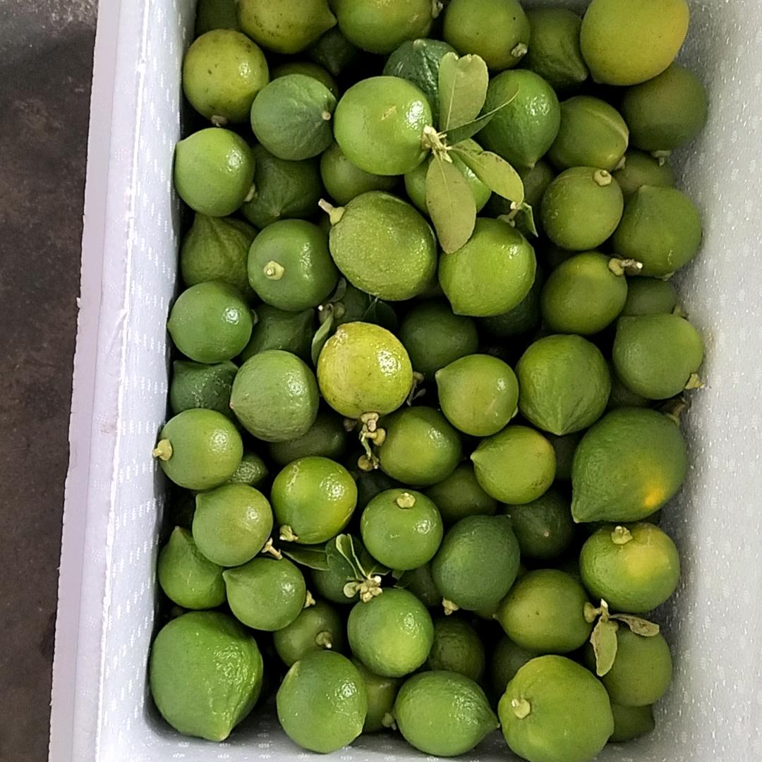 （果果）柠檬茶🍋