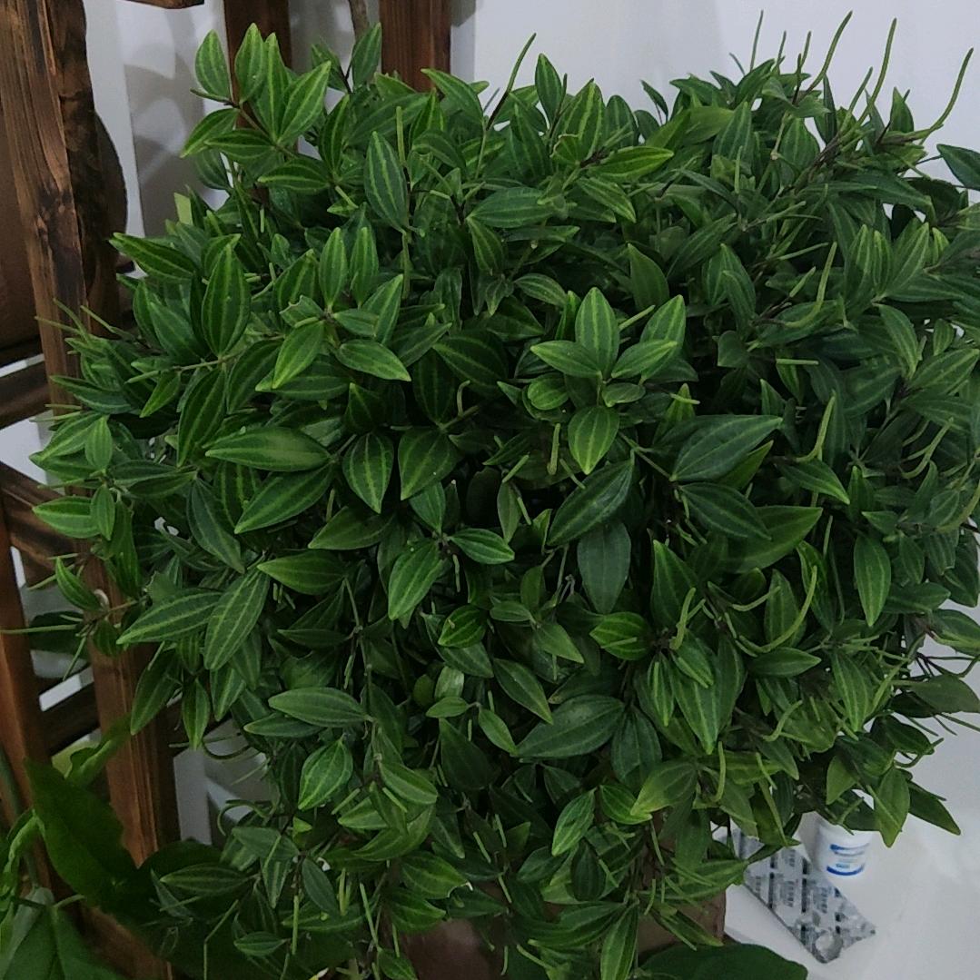 小然