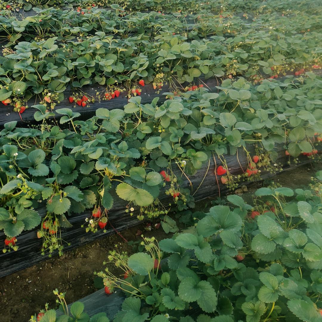阿杰🍓《采摘园》
