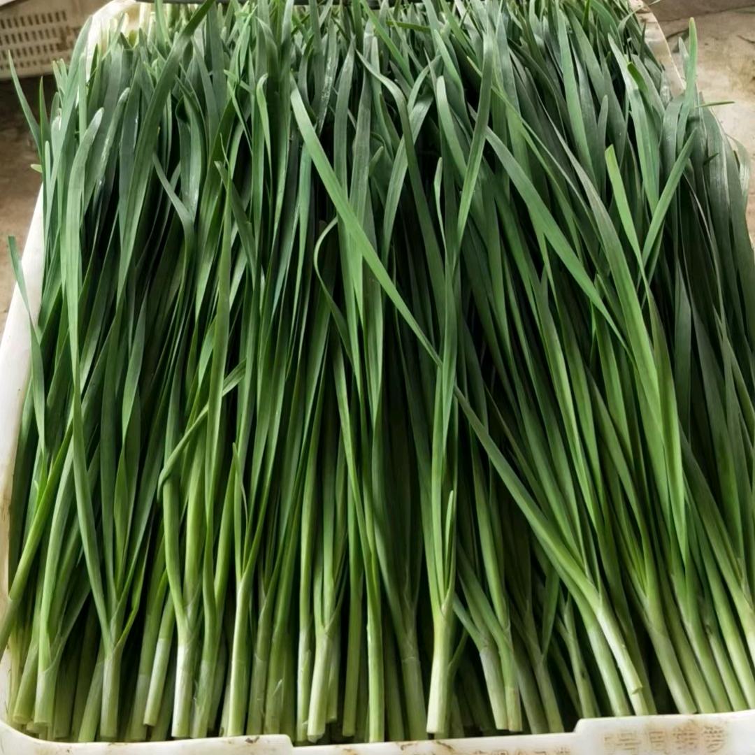 韭琦峰农业科技韭菜种