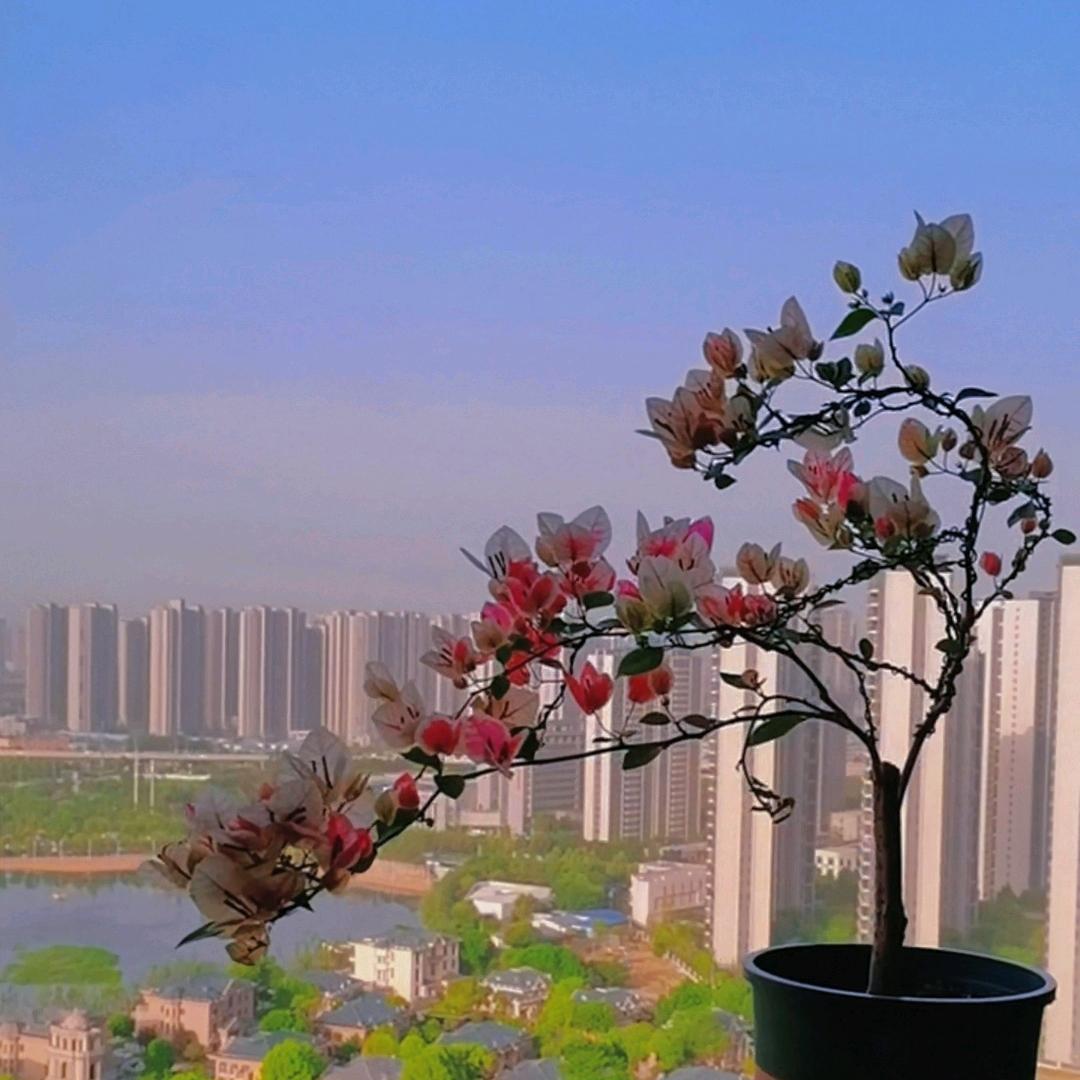 相宜的花