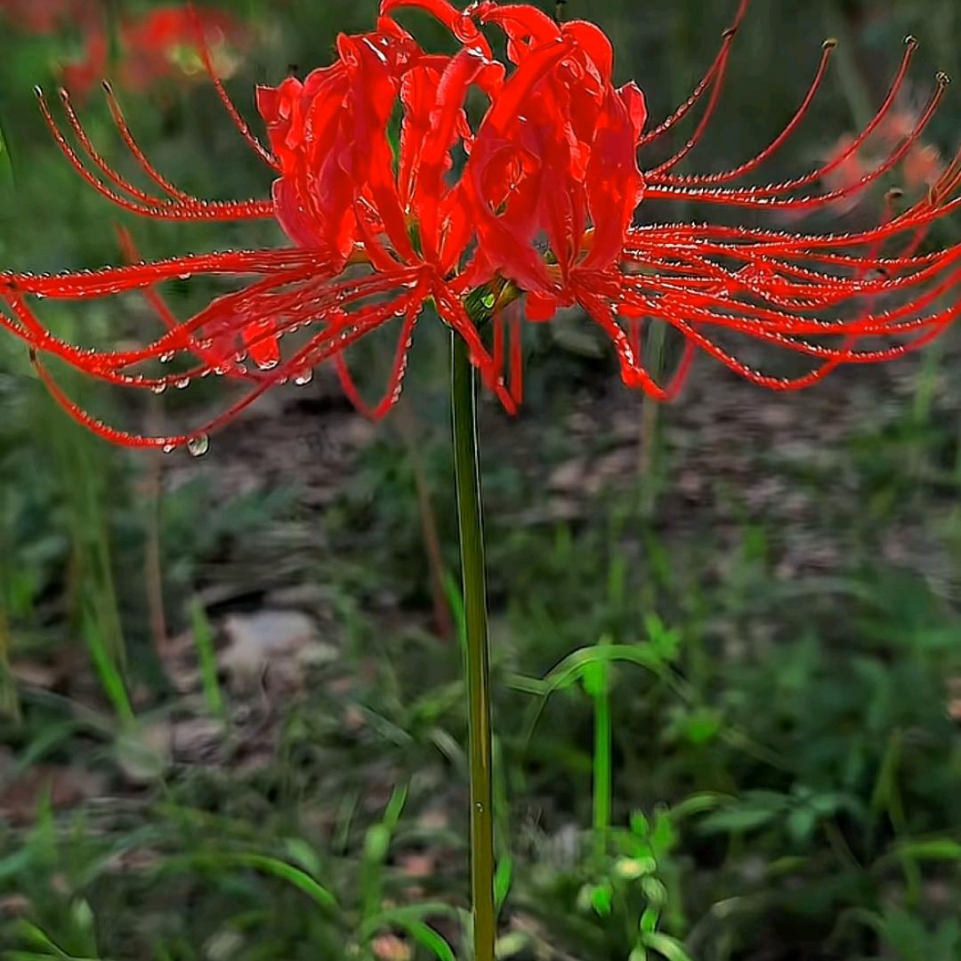 如果人生可以重来………