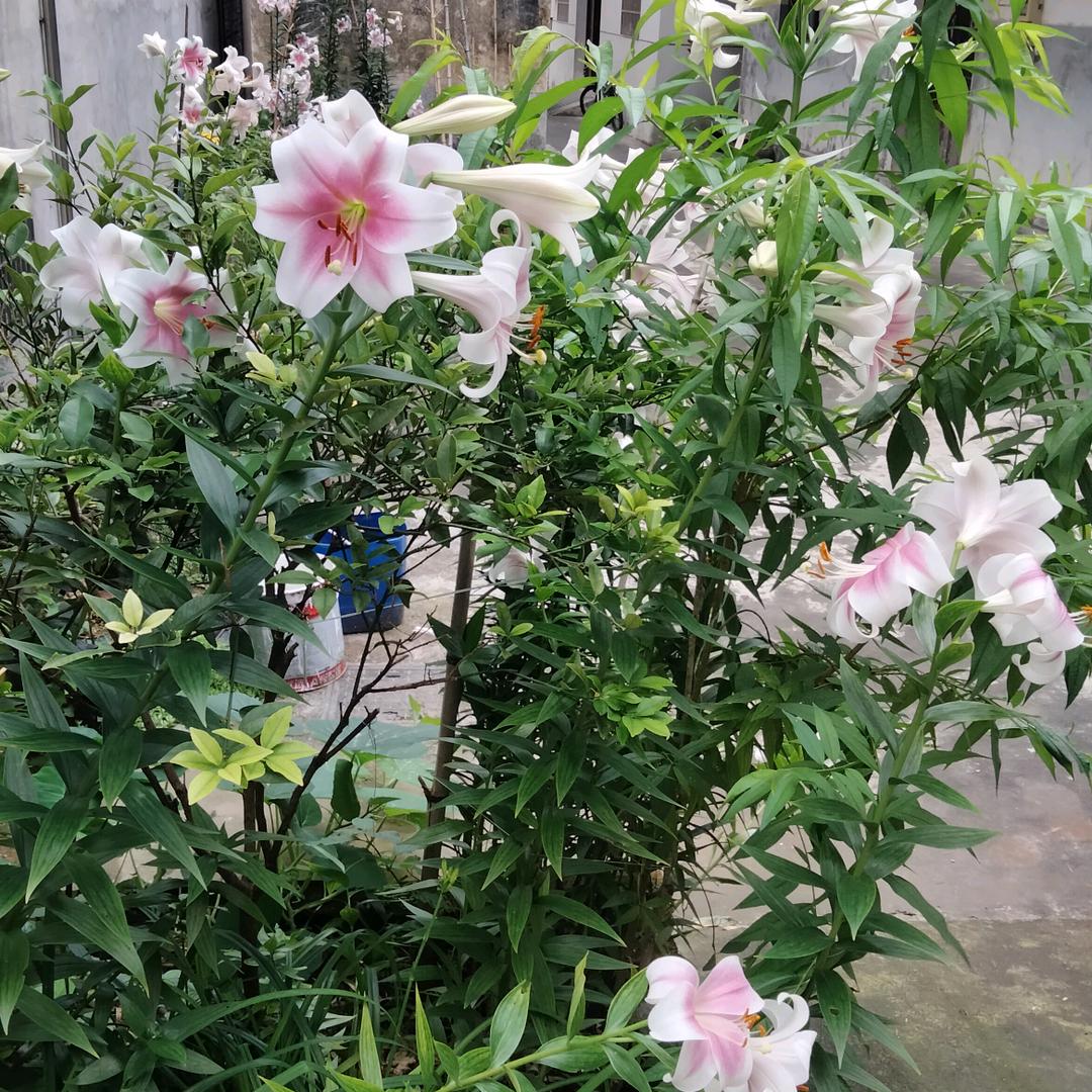 春江花海