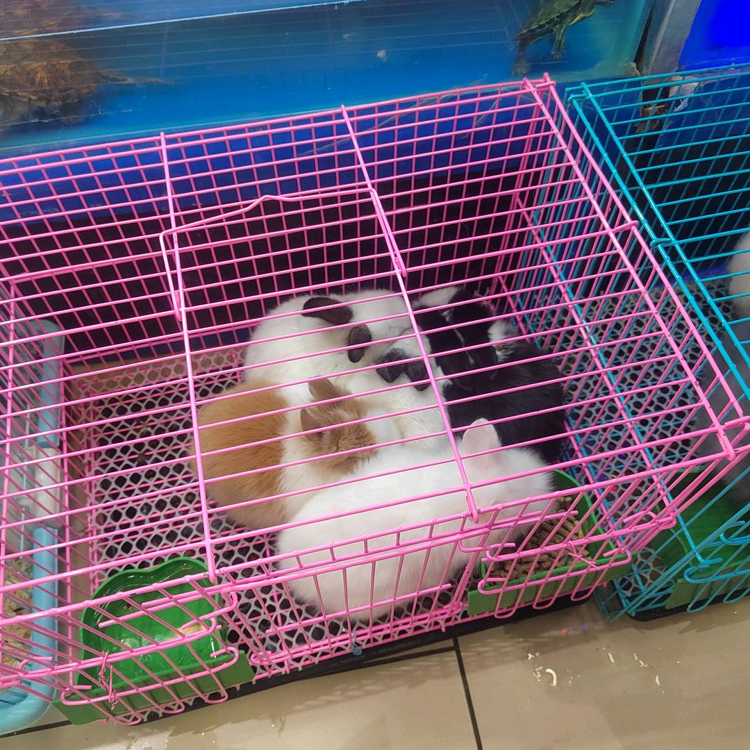 小埋汰鬼