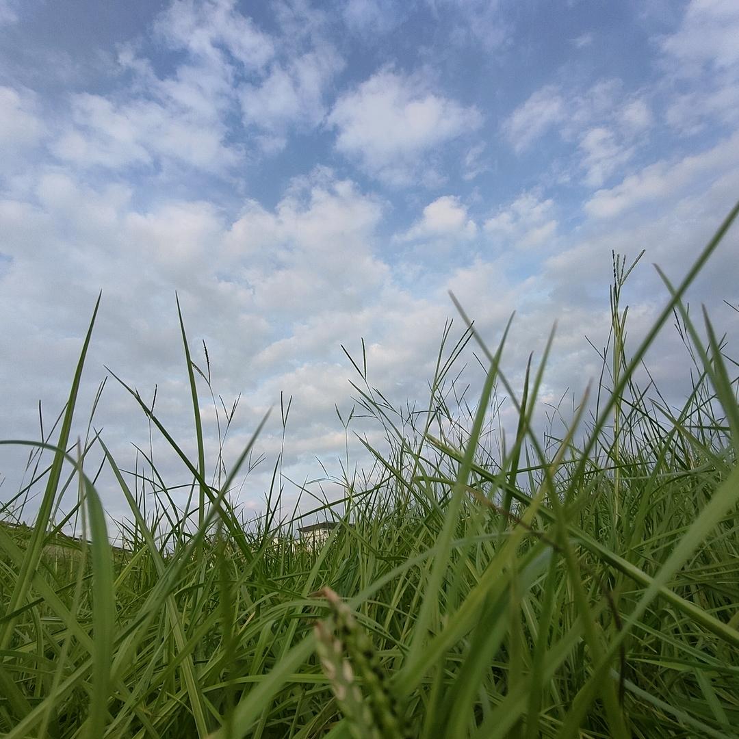 笑颜如花