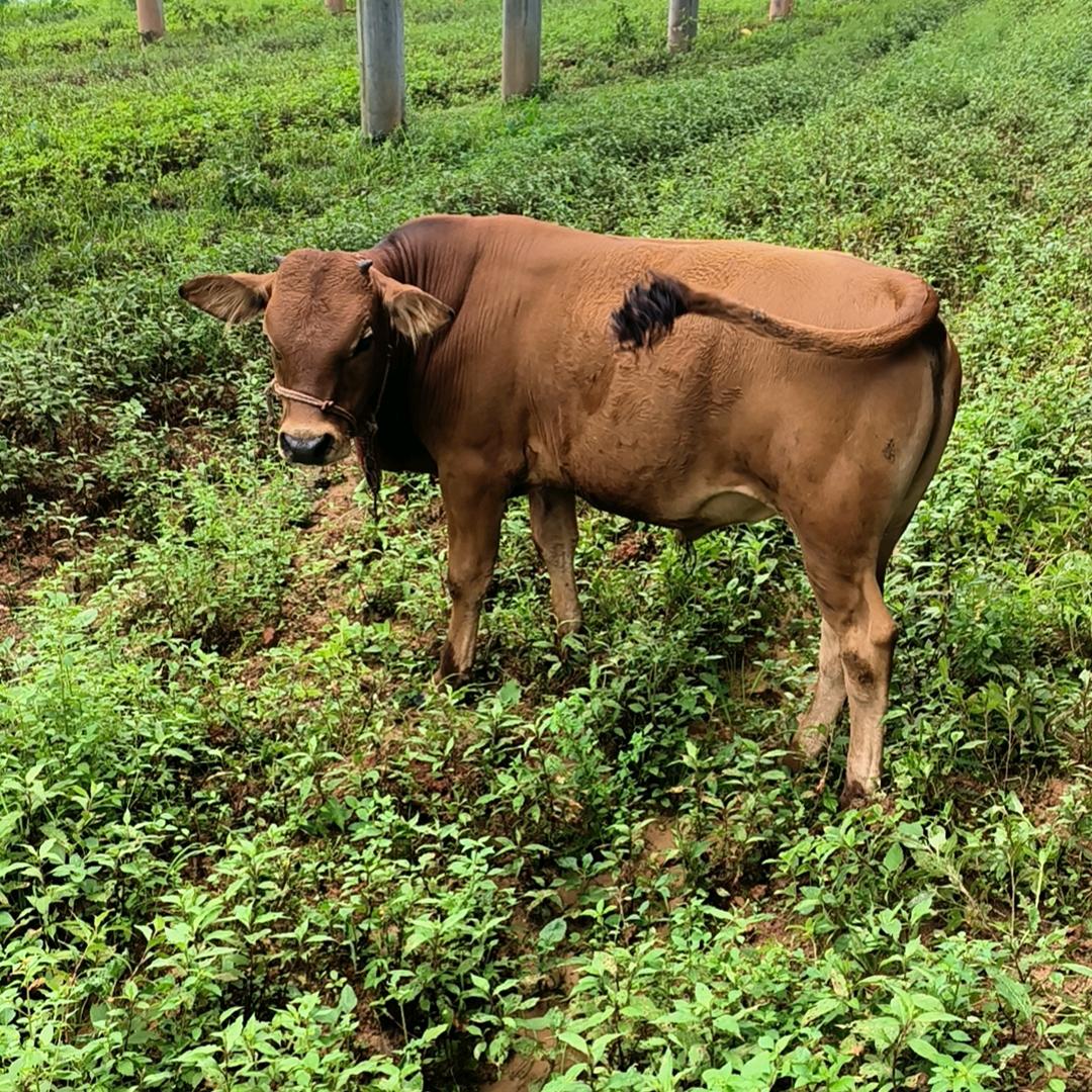 贵州小高土黄牛