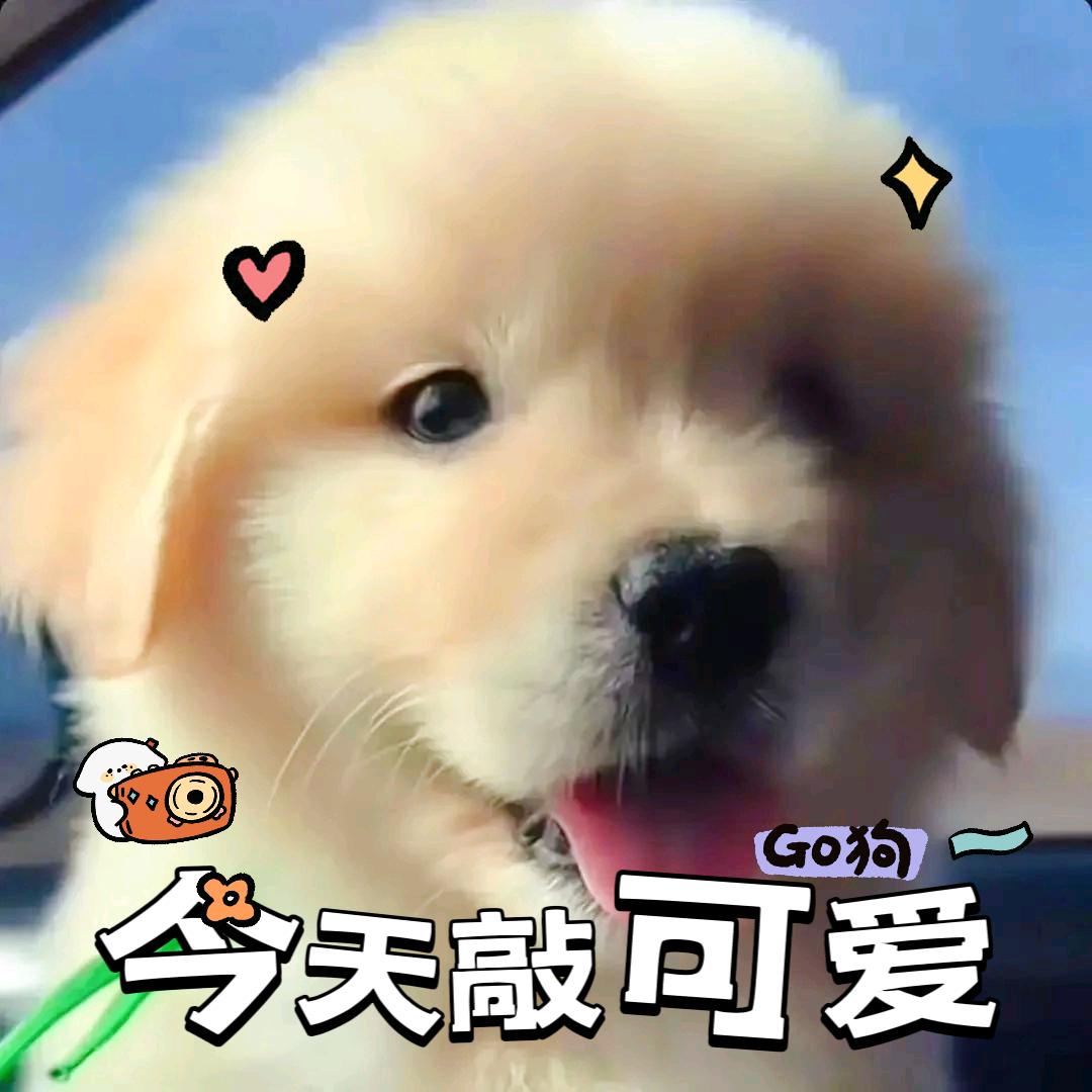 我叫小可爱请叫我小可爱