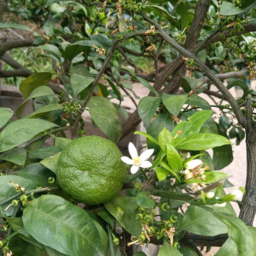 翊鑫