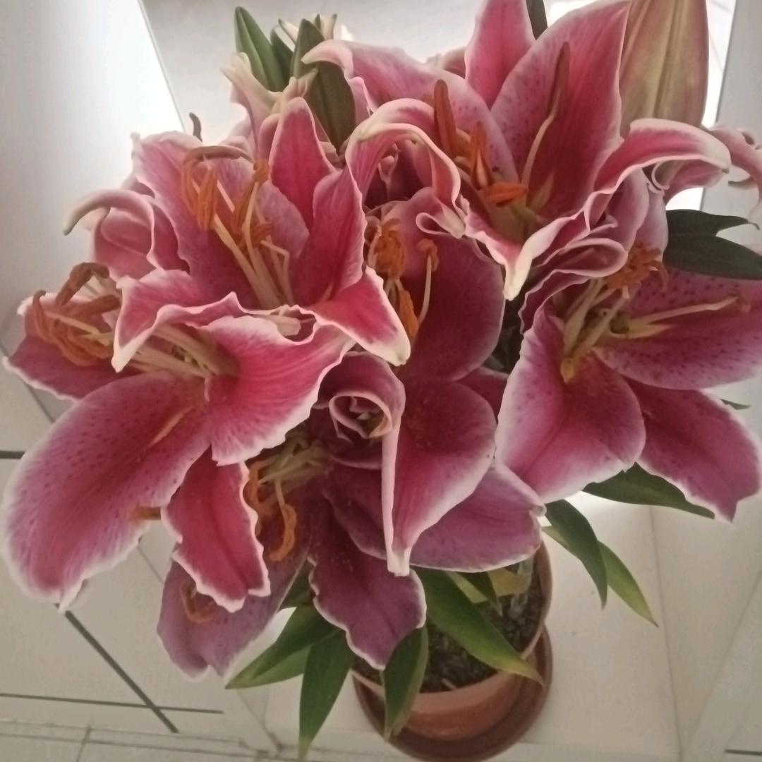 知足常乐