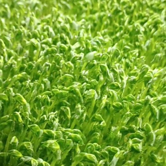 绿康水培菜基地