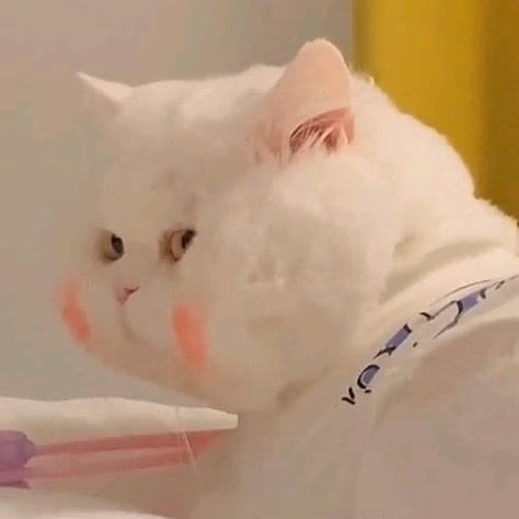 洋芋