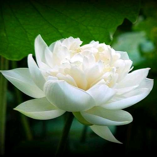 细细听.😊显眼包